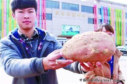 广紫薯1号种植技术