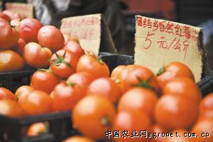 西红柿农药
