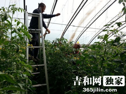 中华巨葱王种子