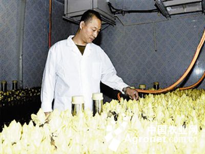 黄心菜种子催芽方法
