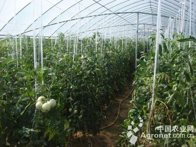 种植大白菜可以育苗吗