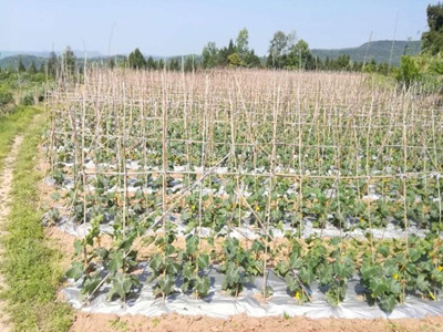 黄蜀葵种子一斤栽多少亩