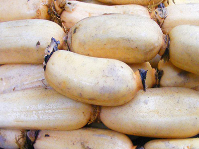 济薯26种植技术