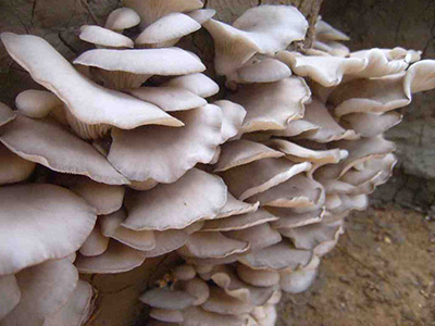 凤尾菇种植方法