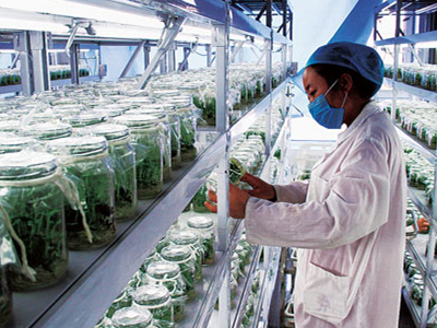 紫油菜苔施肥技术