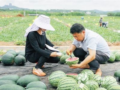 西天谷苋菜育种技术