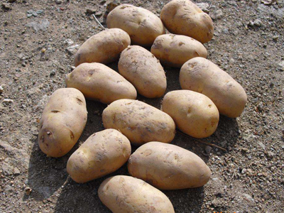 GR891木薯种植技术