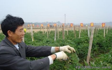 建阳市：葡萄树下种蔬菜 农民增收有新招