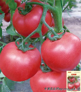 原味一号 番茄 西红柿