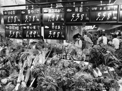 罗希西红柿市场价格