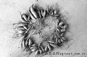 红薯中文网logo