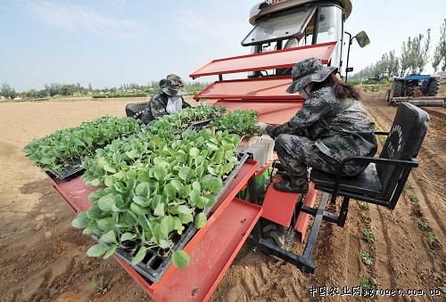 桂林推进马铃薯脱毒种薯本土化繁育工作