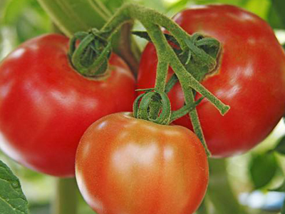 黑茄王种植技术