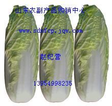 供应山东大白菜