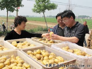 供应滕州新鲜土豆