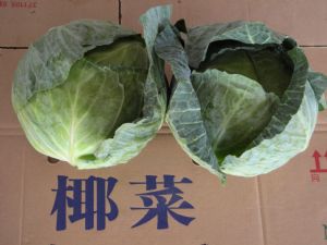 供应甘蓝扁包菜