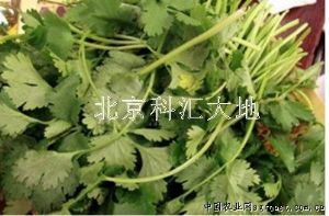 供应纳禾牌蔬菜香菜