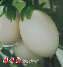 供应象牙白茄子—盆景蔬菜种子