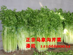 供应大棚马家沟芹菜