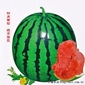 供应皇家太子—西瓜种子