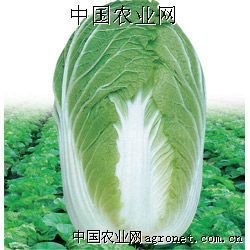 供应白菜