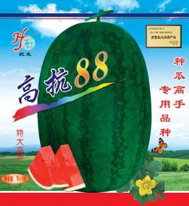 供应高抗88—西瓜种子