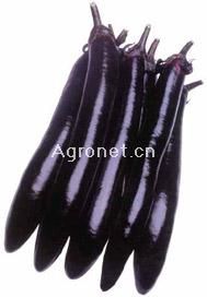 供应紫黑大长—茄子种子