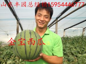 供应金宝西瓜种子