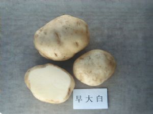 供应马铃薯、大白菜