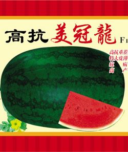 供应高抗美冠龙F1