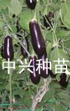 供应765茄子—茄子种子、种苗