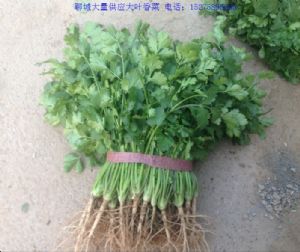 供应大叶香菜