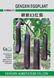 供应耕新X3红茄—茄子种子