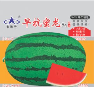 供应早抗蜜龙F1—西瓜种子