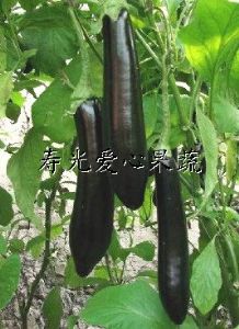 供应礼品菜——茄子