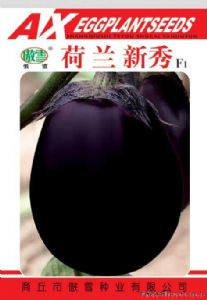 供应荷兰新秀F1—茄子种子