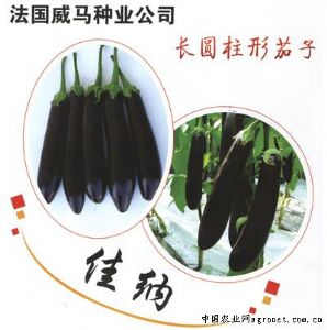 供应佳纳—茄子种子