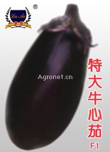 供应特大牛心茄-茄子种子