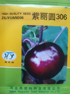 供应紫丽圆306—茄子种子