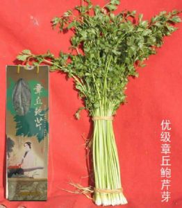 供应章丘鲍芹芽