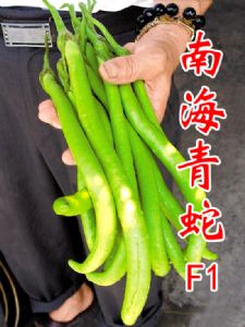 供应南海青蛇（盐布青茄）—茄子种子