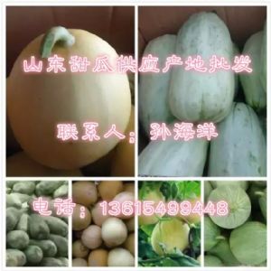 一窝狼甜瓜供应沂